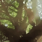 rob-tree