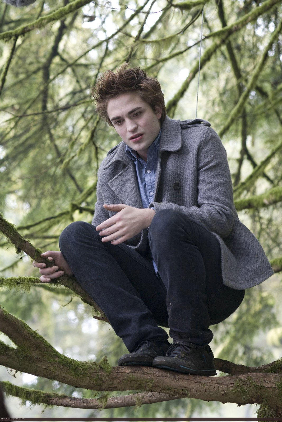 eddie-in-tree eddie-in-tree