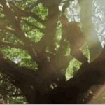 jumping-down-from-the-tree jumping-down-from-the-tree